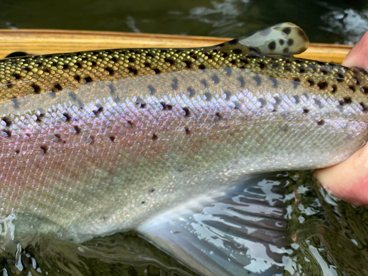 Saturday Morning Fishing Report – from the banks of the Deschutes River