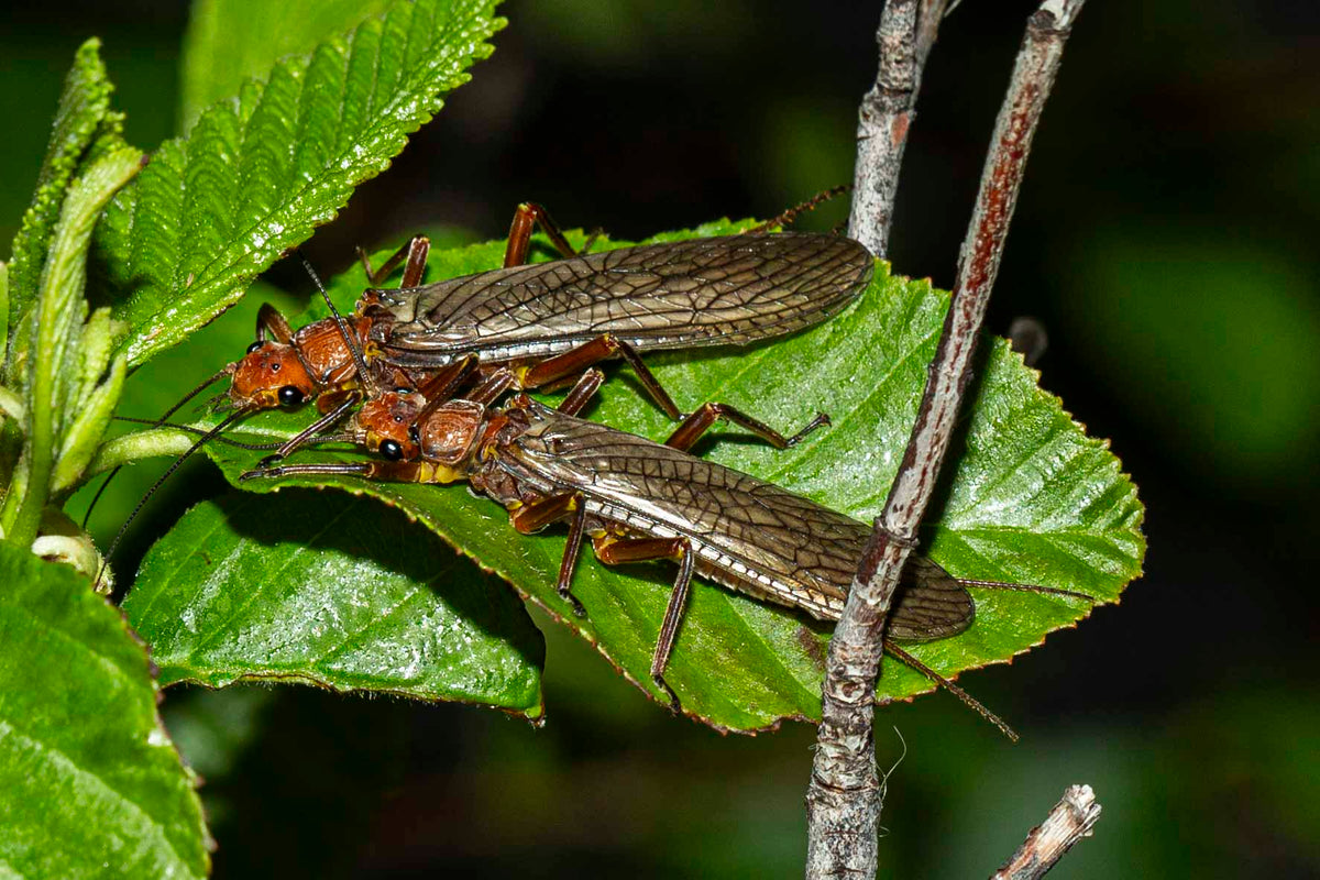 The Bug Parade Has Begun..– Deschutes Angler Fly Shop