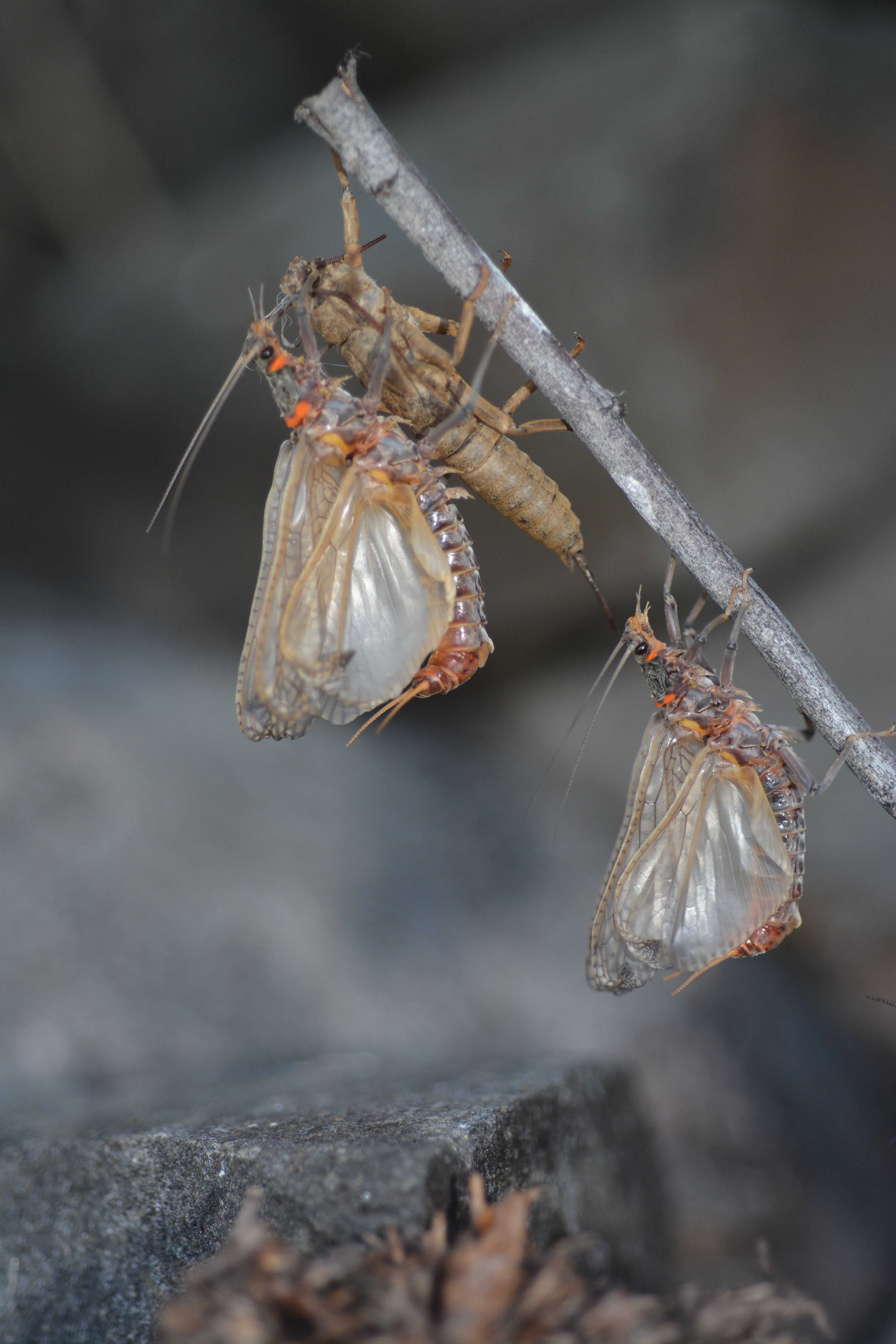 The first of the big bugs are crawling from the river!