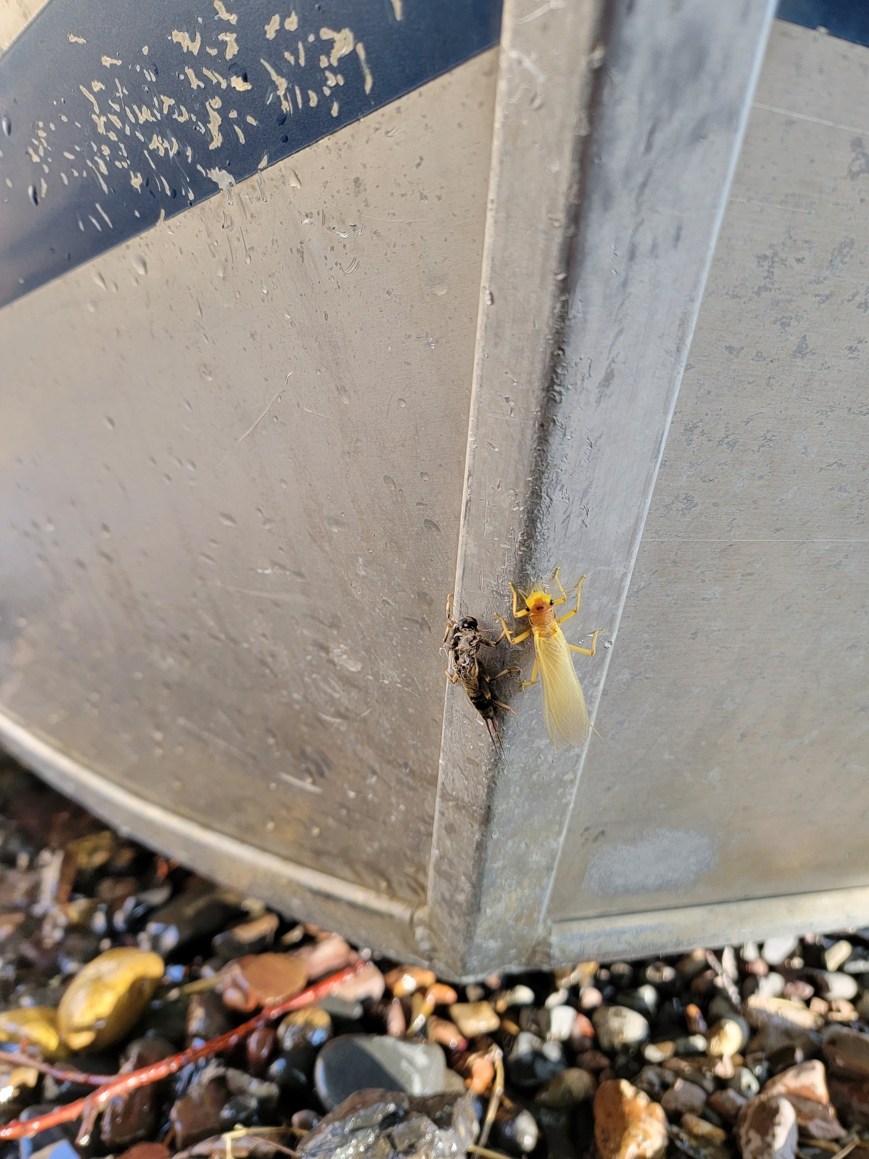 Finally! A little warm weather to get the bugs on the wing.