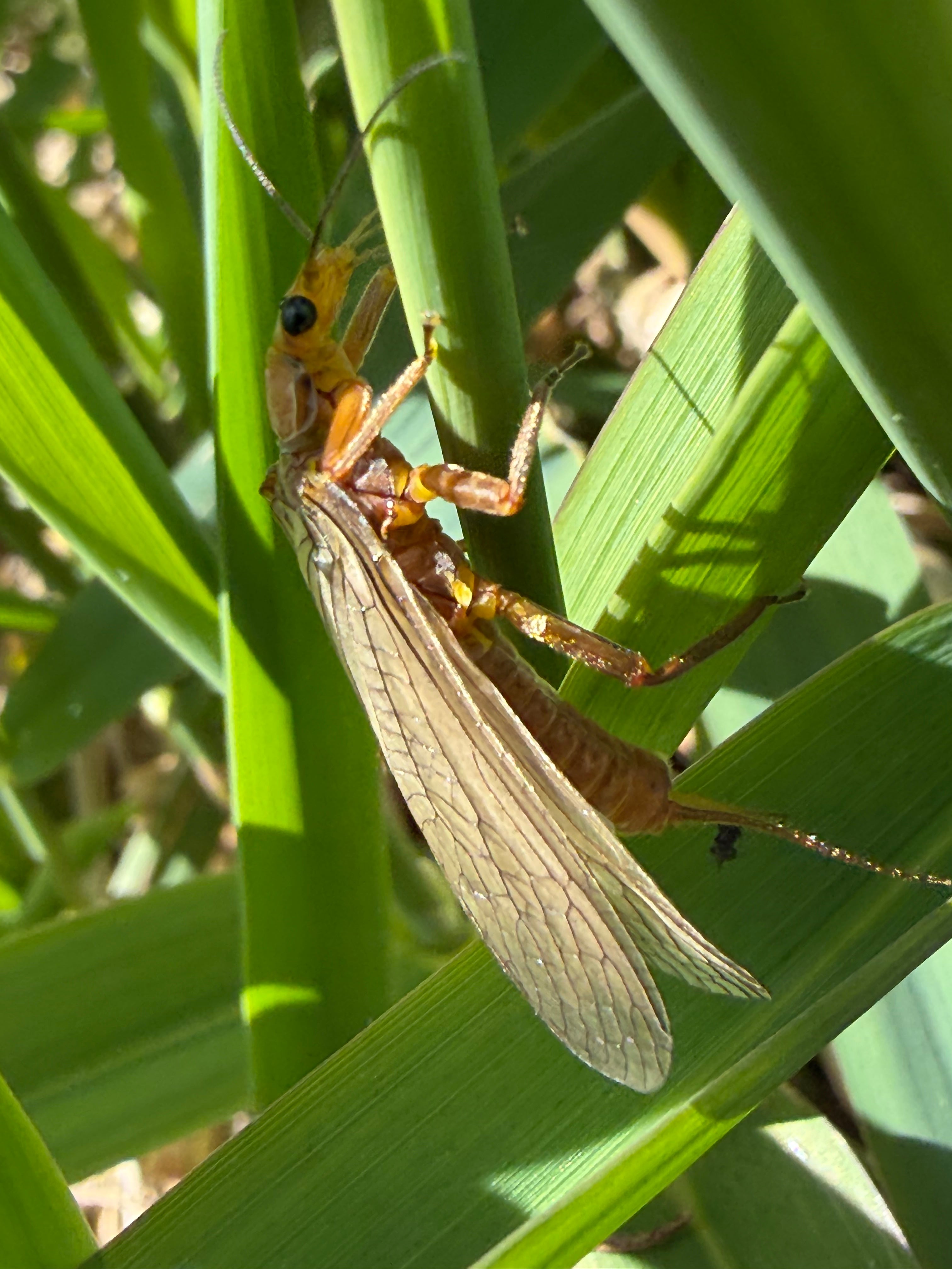 Weather is Warming up and so are the BIG BUGS