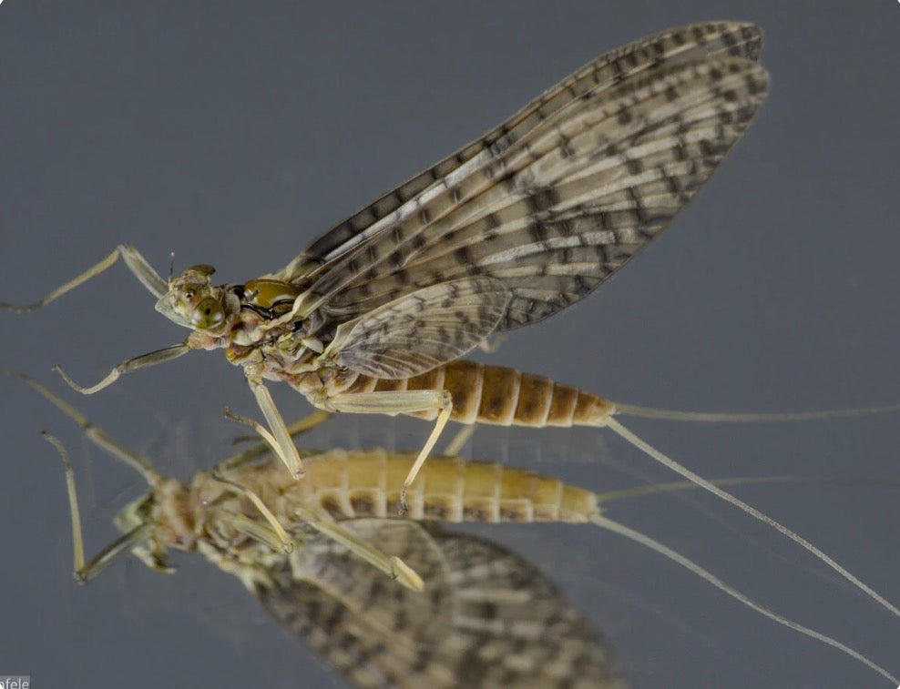 Perfect mayfly days ahead…..