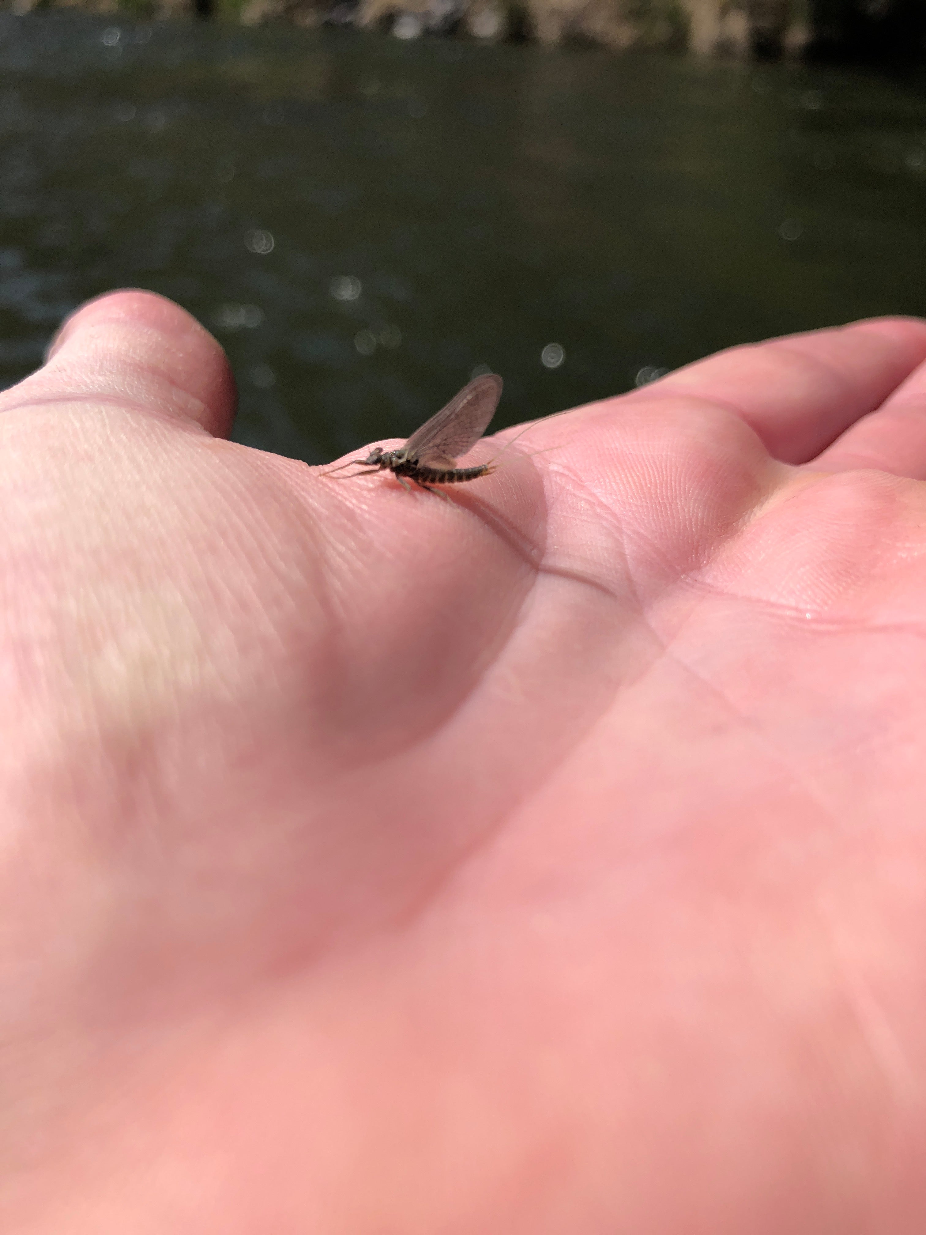 March Browns? Not quite yet.