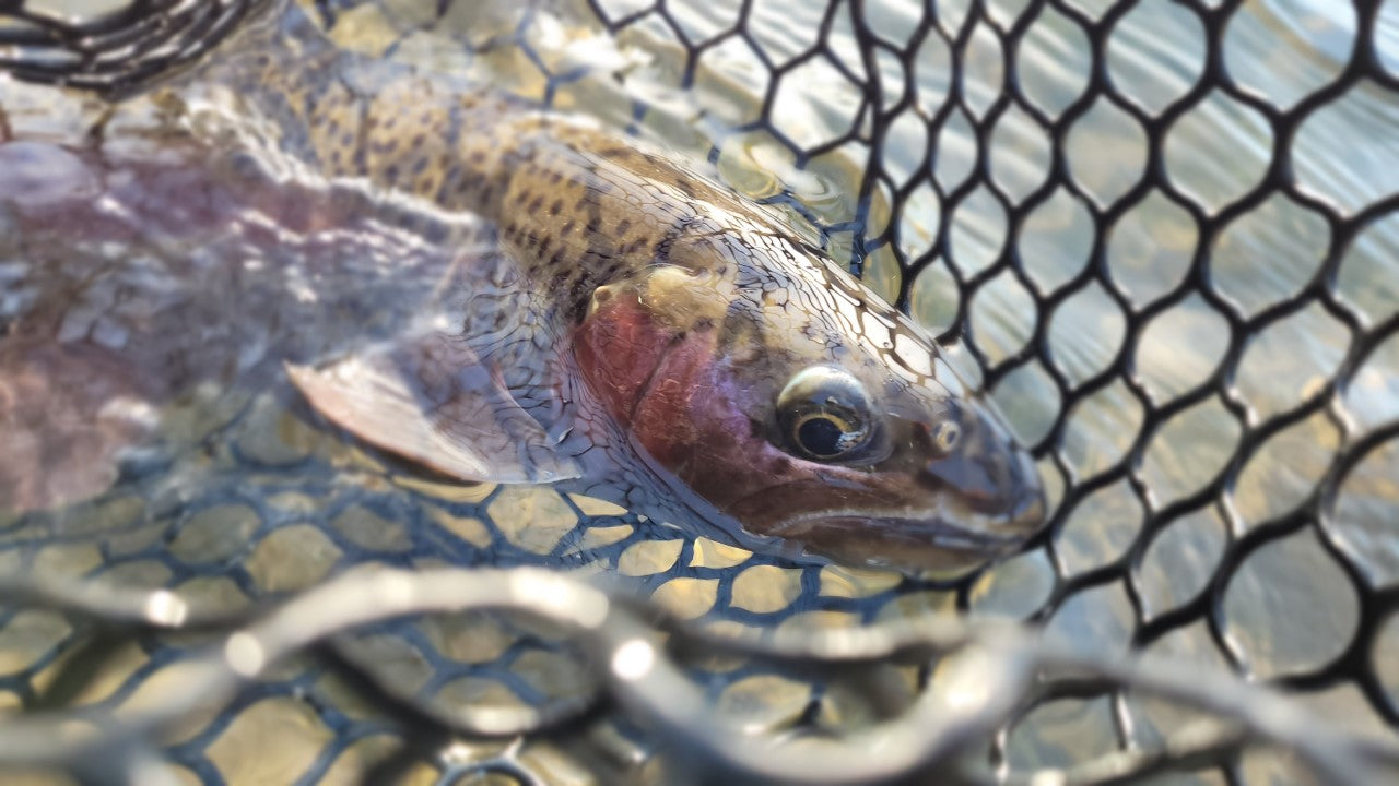 It's been a While....Happy New Year