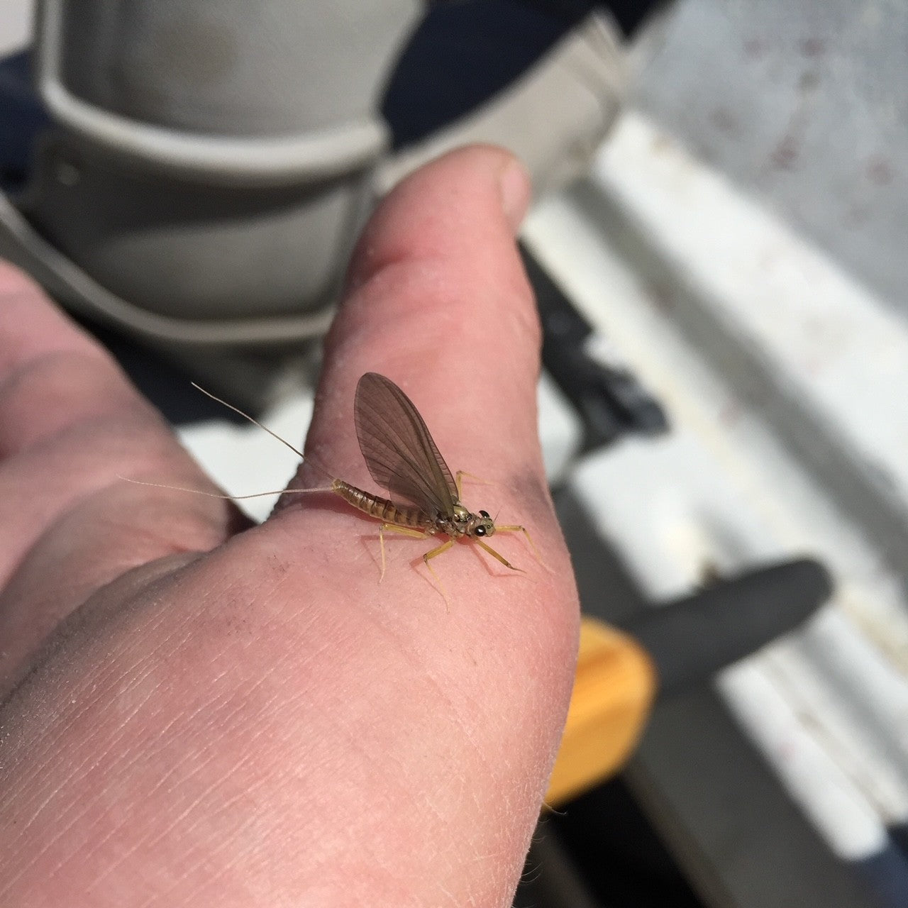 BYE BYE SALMONFLY! HELLO CADDIS!