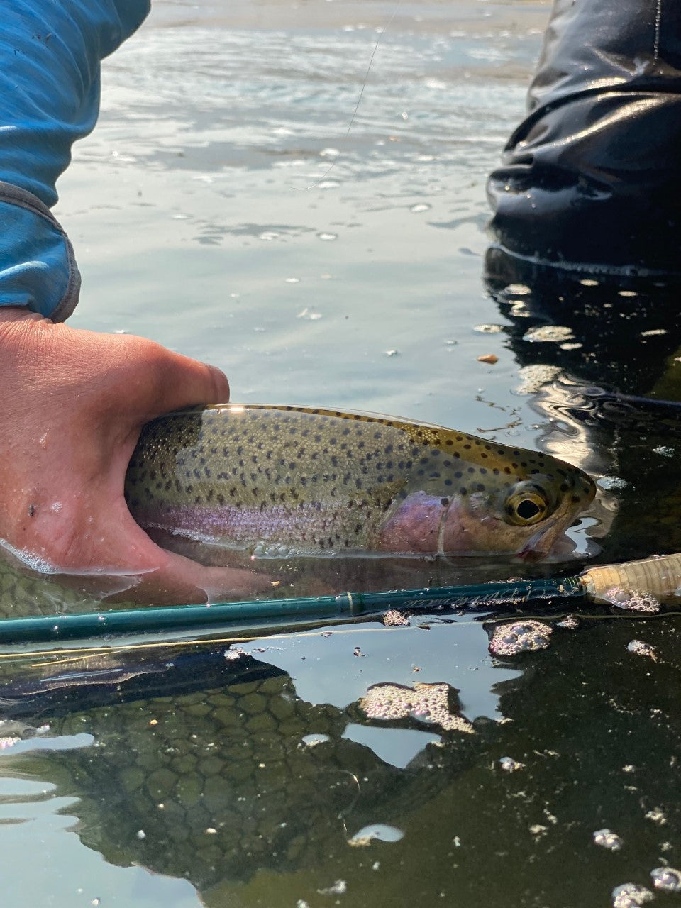 The Dog Days of Summer