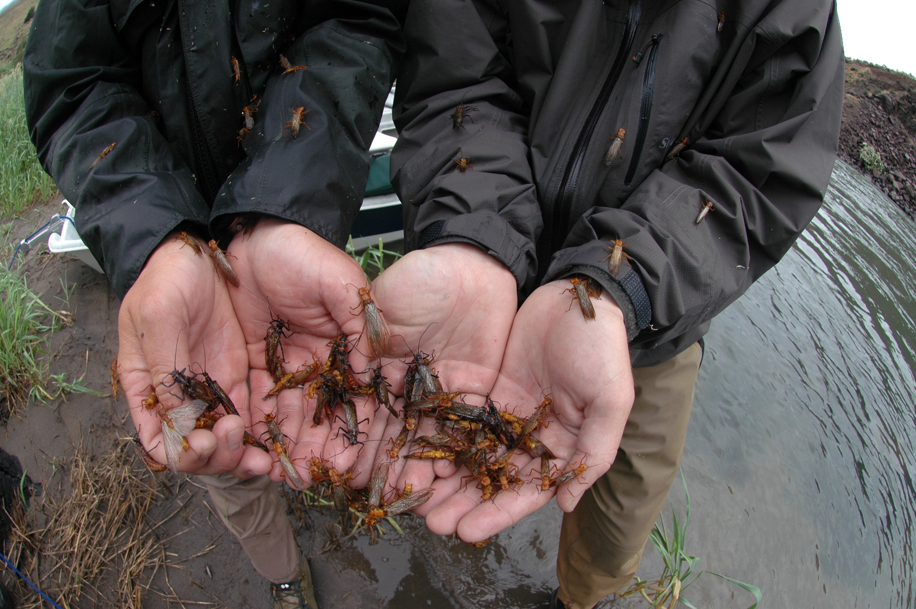 The BIG hatch is coming soon!