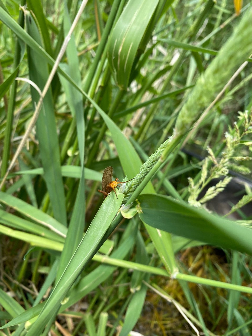 Tail End of the stonefly hatch - but great dry fly fishing all day long!!