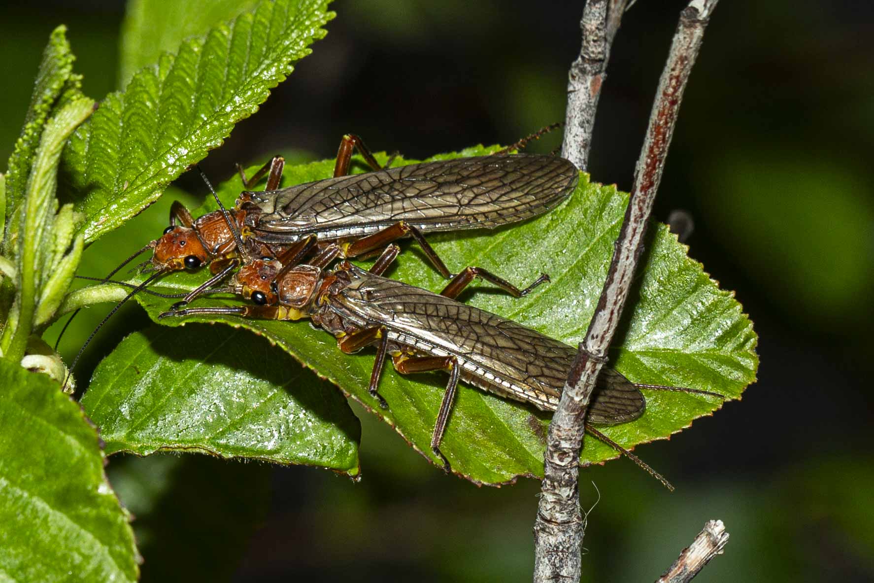 The Bug Parade has begun.....