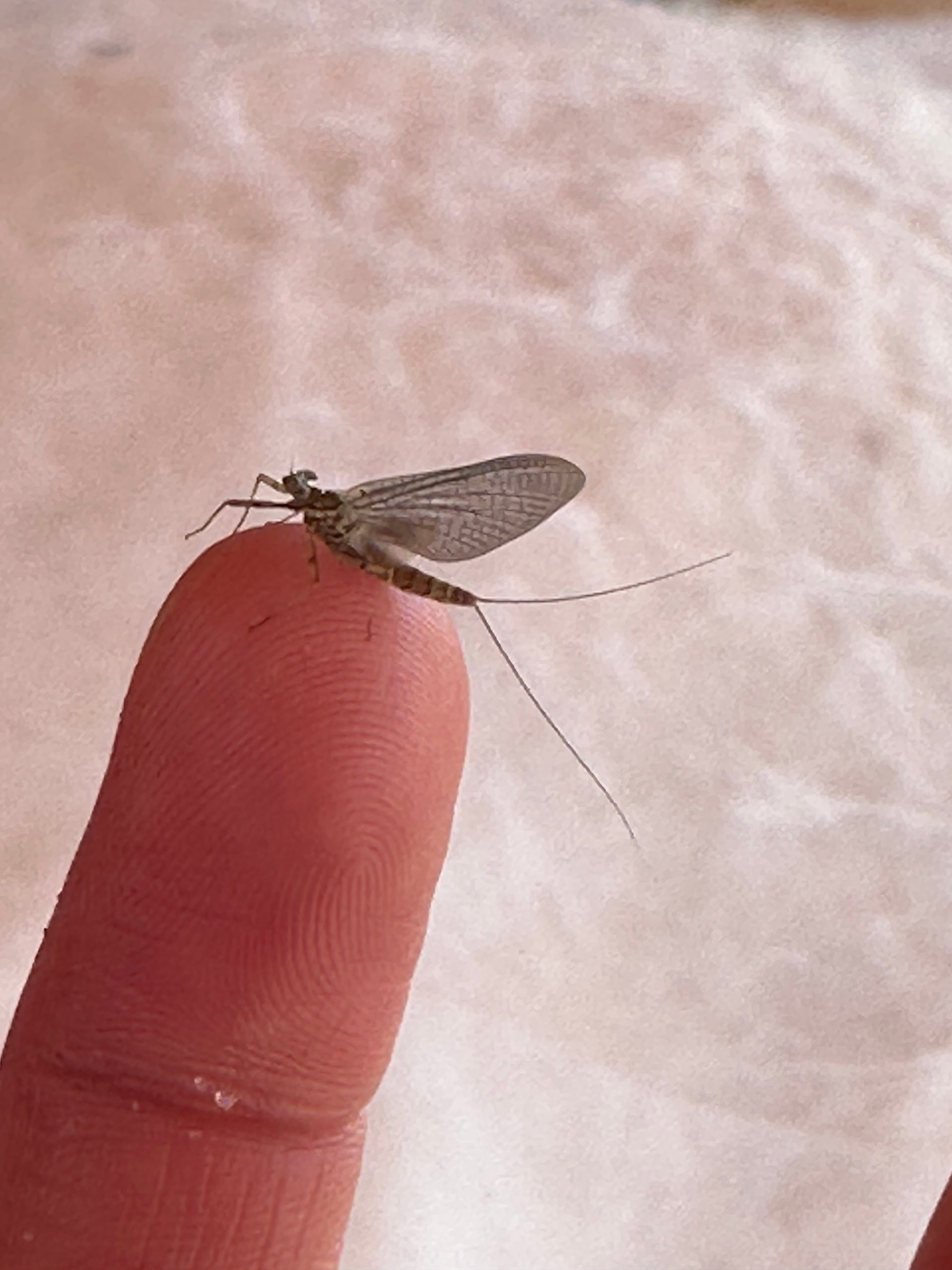 Spring is Springing and it is starting to look like IRELAND out here!