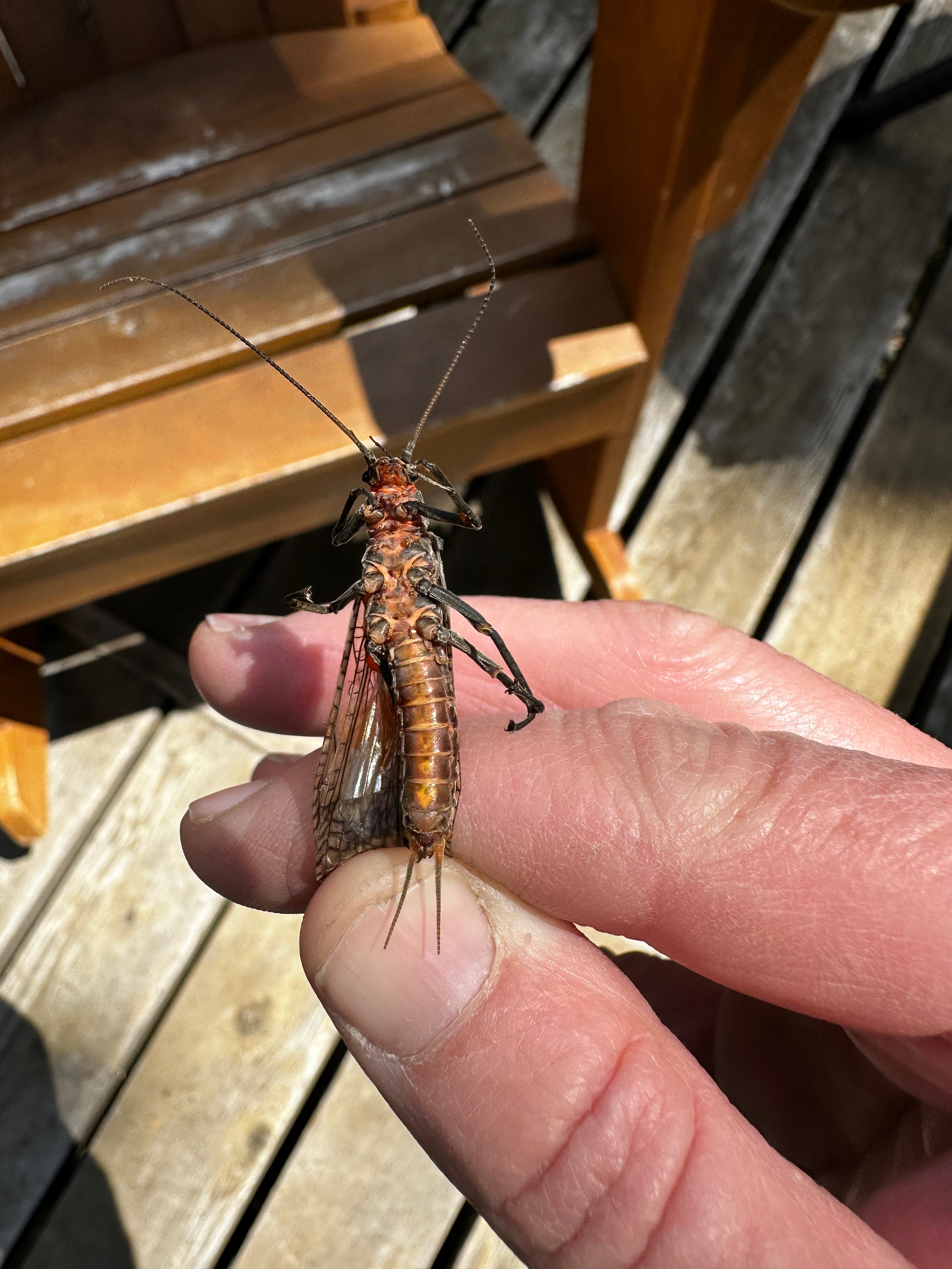 Dry Fly Madness!