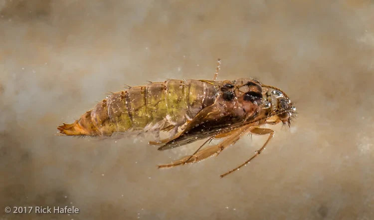 Caddis Rule the Skies and the Trout