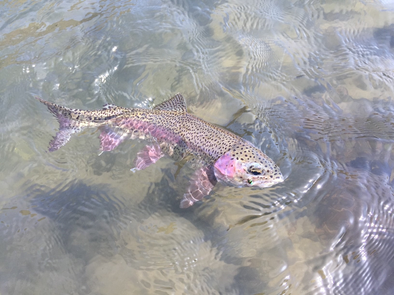 Late-June - the crowds are GONE– Deschutes Angler Fly Shop