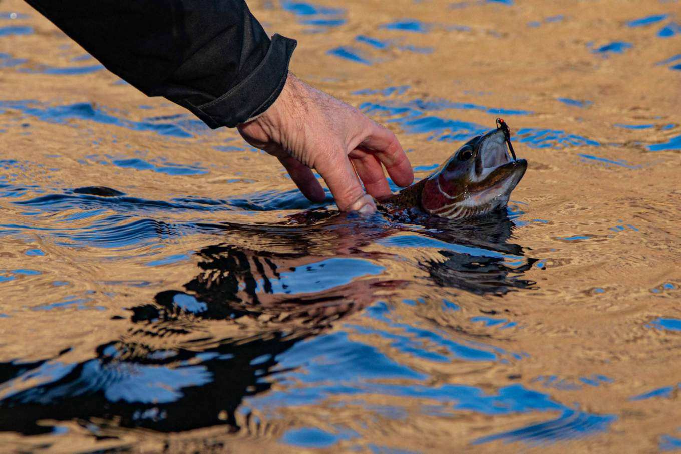 Happy Turkey Hangover Day!