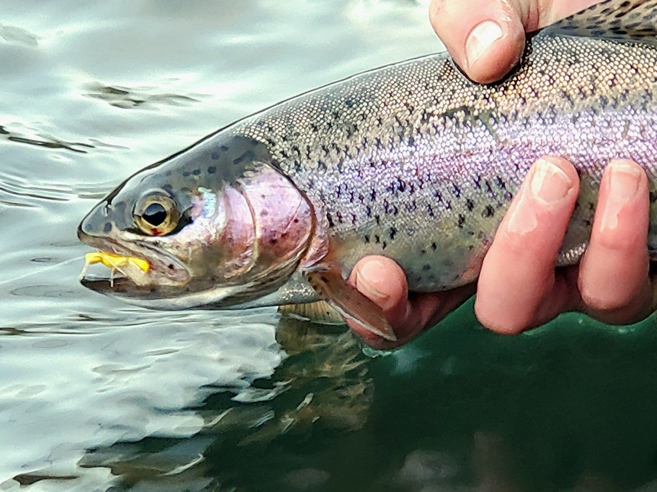 Fly Fishing the 2023 SALMON FLY HATCH on the Lower Deschutes River! (High &  Off-Color Water)! 
