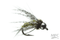 Anderson's Bird of Prey - Tungsten