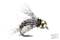 Anderson's Bird of Prey - Tungsten