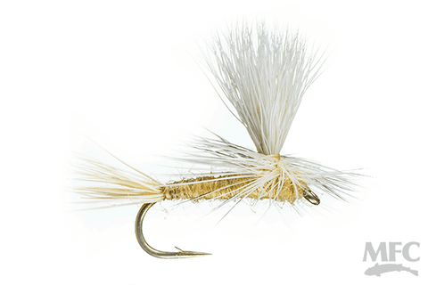 Parachute - Light Cahill