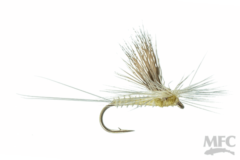 Galloup's Tiltwing - PMD