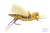 KK's Henneberry Hopper