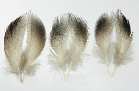 Bronze Mallard Flank Feathers