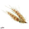 Crafty Shrimp