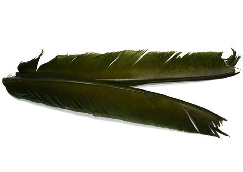 Turkey Biot Quills