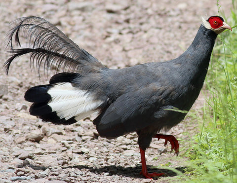 Blue Eared Pheasant