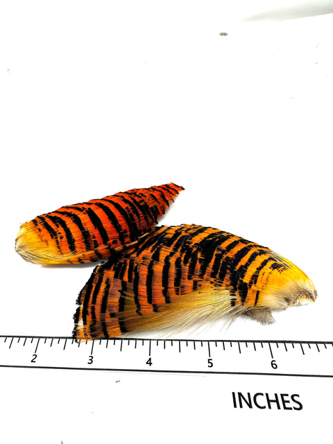 Golden Pheasant Tippet - Complete Section