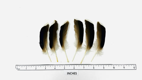 Mallard Pointer Wing Quill