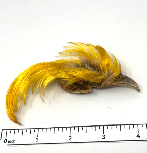 Golden Pheasant Crest