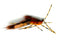 Jig Squirdle Bug