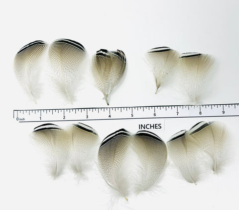 Barred Wood Duck Flank - Black/White