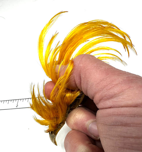 Golden Pheasant Crest