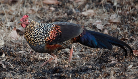 Jungle Cock Feathers - BONUS nails