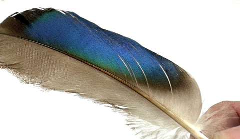 Mallard Pointer Wing Quill