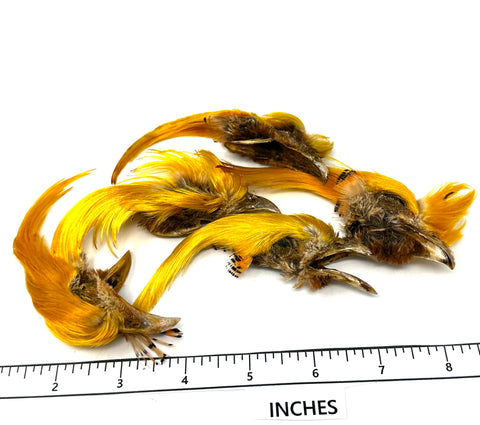 Golden Pheasant Crest