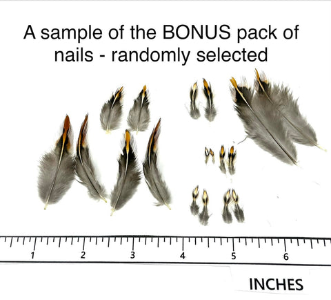Jungle Cock Feathers - BONUS nails