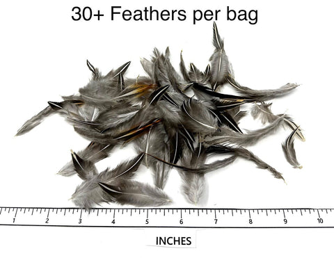 Jungle Cock Feathers - BONUS nails