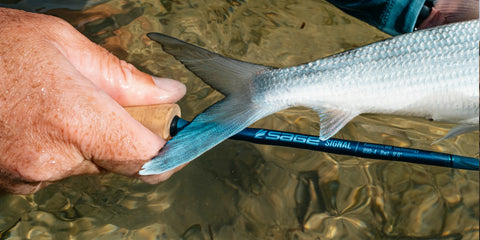 Sage Signal Rod