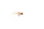 Saltwater Flea