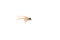 Saltwater Flea