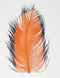 Spirit River Tip Dyed Ostrich Plume