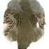 Hareline #1 Hungarian Partridge Skin Natural