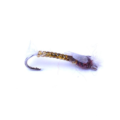 Chironomid