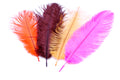 Montana Fly Company Ostrich Plumes