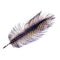 Montana Fly Company Barred Ostrich Plume