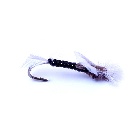 Chironomid