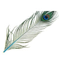 Nature's Spirit Peacock Sticks