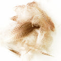 Hareline Dubbin Gadwall Feathers